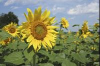 Sonnenblume Blüte 27