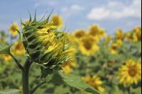 Sonnenblume Blüte 26