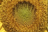 Sonnenblume Blüte 23