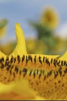 Sonnenblume Blüte 21