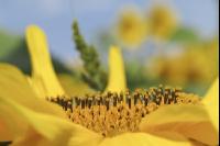 Sonnenblume Blüte 19