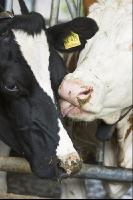 Kuhprotrait Holstein 10