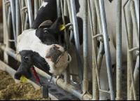 Kuhprotrait Holstein 12