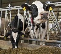 Kuhprotrait Holstein 11