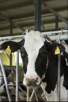 Kuhprotrait Holstein 9