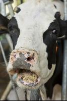 Kuhprotrait Holstein 8