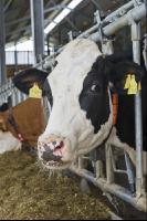 Kuhprotrait Holstein 6
