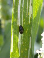Cereal leaf beetle larva 1