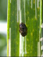 Cereal leaf beetle larva 2