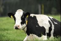 Holstein Weide 81