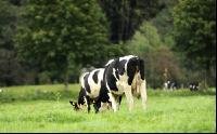 Holstein Weide 73