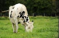Holstein Weide 80