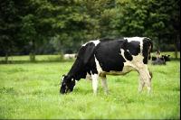 Holstein Weide 74