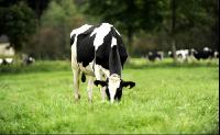 Holstein Weide 72