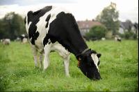 Holstein Weide 75
