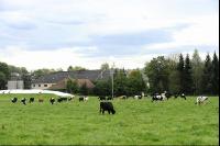Holstein Weide 69