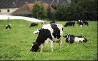 Holstein Weide 70