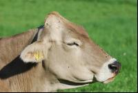 Cow portrait Braunvieh 3