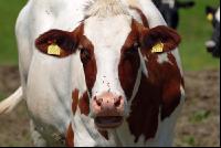 Cow portrait Holstein 16