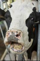 Cow portrait Holstein 8