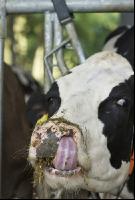 Cow portrait Holstein 5