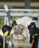 Kuhprotrait Holstein 4