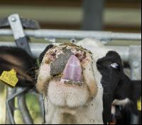 Cow portrait Holstein 3