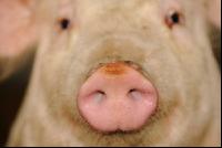 Pig portrait 7