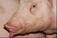 Pig portrait 6