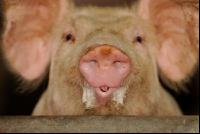 Pig portrait 4