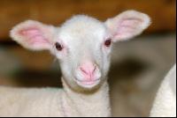 Milk sheep lambs 51