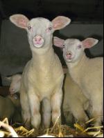 Milk sheep lambs 9