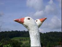 Pasture goose 17