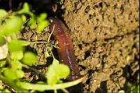 Regenwurm 09