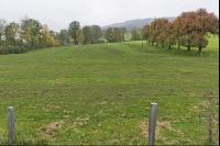 Weide Mist Herbst