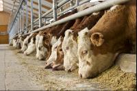 Cattle fattening 67