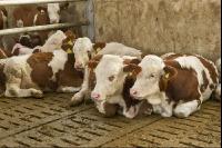 Cattle fattening 54