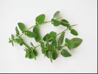 Oregano 6