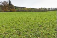 Trittschäden Weide 6