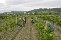 Weinlesen 59
