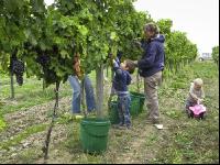 Weinlesen 60