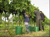 Weinlesen 62