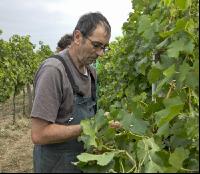 Weinlesen 63