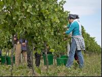 Weinlesen 68