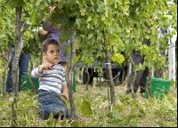 Weinlesen 69