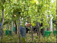 Weinlesen 70