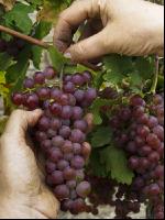 Weinlesen 74