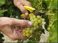 Weinlesen 75