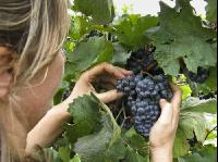 Weinlesen 76