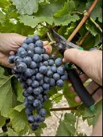 Weinlesen 77